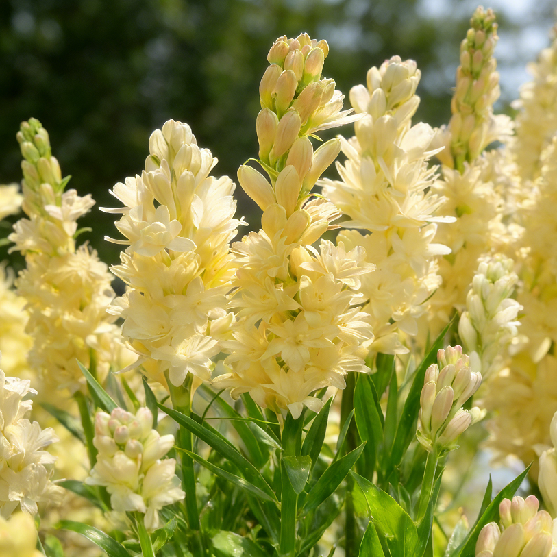 🌙🌺 Moon Garden Tuberose | Double Bloom Fragrant Flower Bulbs