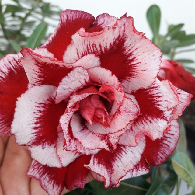 ✨🌸 Desert Rose – Low-Maintenance Exotic Flowering Plant