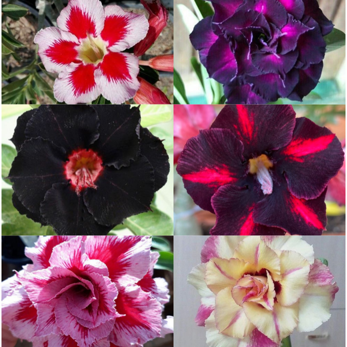 ✨🌸 Desert Rose – Low-Maintenance Exotic Flowering Plant