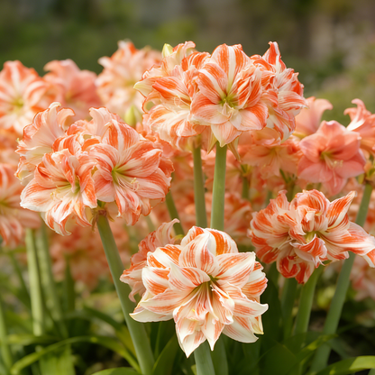 🌺  Giant Double Amaryllis – Bold Indoor Flower Bulbs