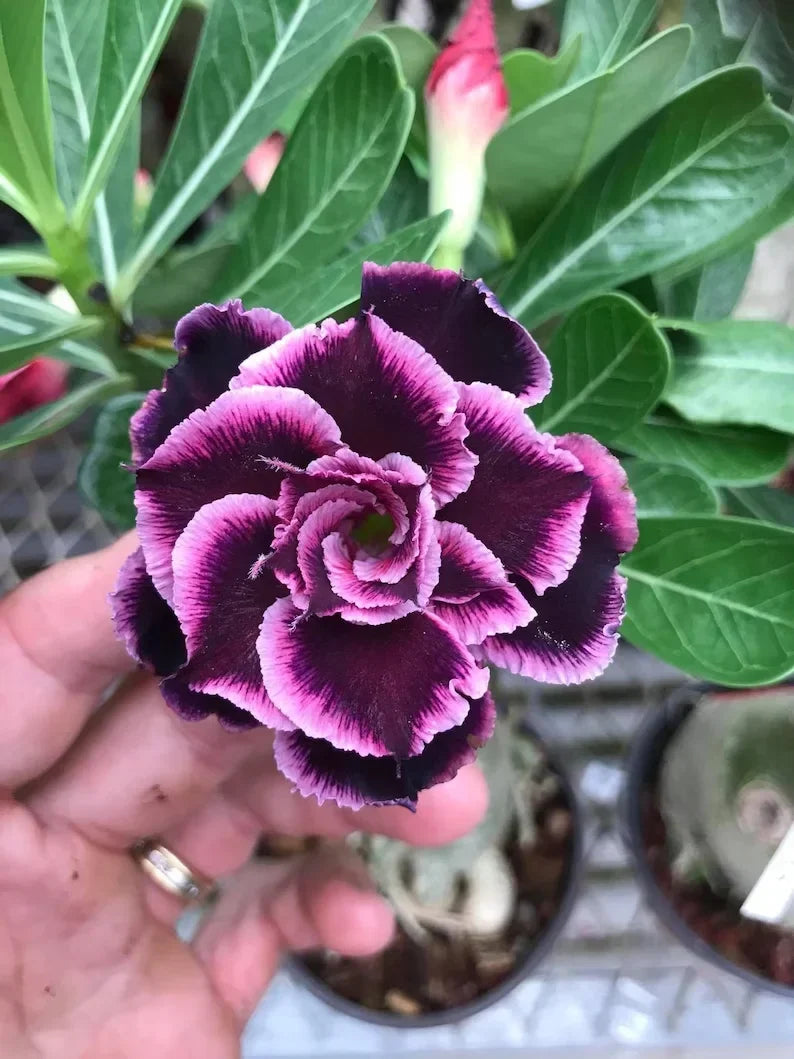✨🌸 Desert Rose – Low-Maintenance Exotic Flowering Plant