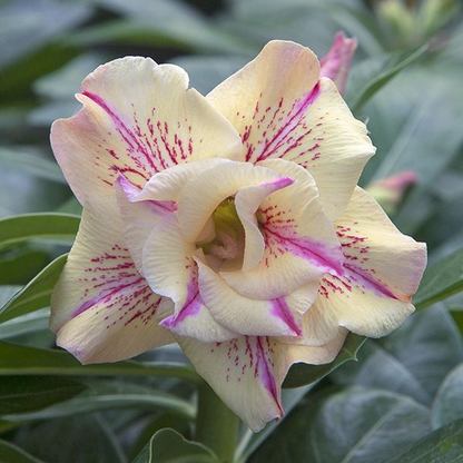✨🌸 Desert Rose – Low-Maintenance Exotic Flowering Plant