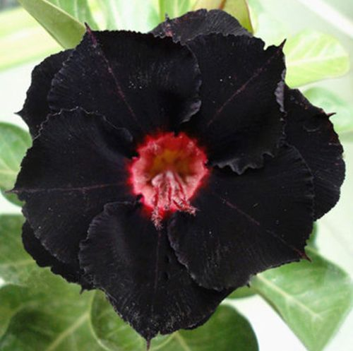 ✨🌸 Desert Rose – Low-Maintenance Exotic Flowering Plant