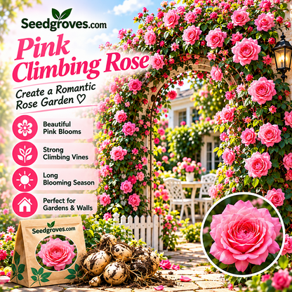 🌹🌿 Colorful Climbing Rose– Elegant Blooms for Fences, Arches & Entrances