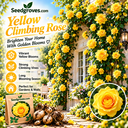 🌹🌿 Colorful Climbing Rose– Elegant Blooms for Fences, Arches & Entrances