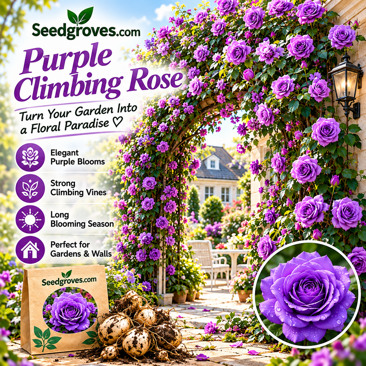 🌹🌿 Colorful Climbing Rose– Elegant Blooms for Fences, Arches & Entrances