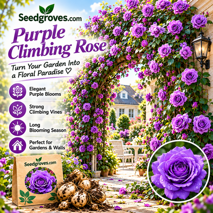 🌹🌿 Colorful Climbing Rose– Elegant Blooms for Fences, Arches & Entrances