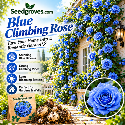 🌹🌿 Colorful Climbing Rose– Elegant Blooms for Fences, Arches & Entrances
