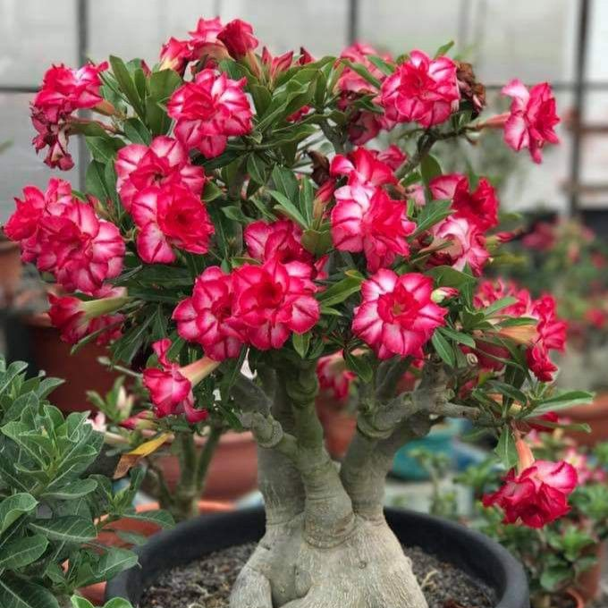✨🌸 Desert Rose – Low-Maintenance Exotic Flowering Plant