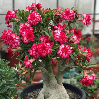 ✨🌸 Desert Rose – Low-Maintenance Exotic Flowering Plant