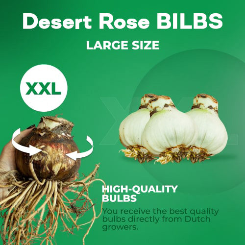 ✨🌸 Desert Rose – Low-Maintenance Exotic Flowering Plant
