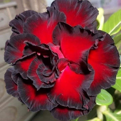 ✨🌸 Desert Rose – Low-Maintenance Exotic Flowering Plant