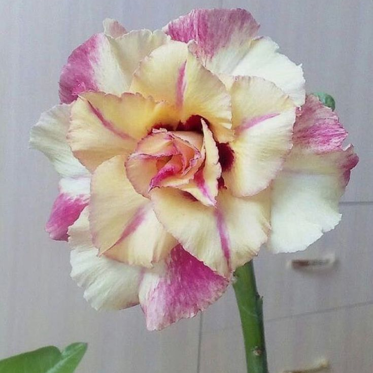 ✨🌸 Desert Rose – Low-Maintenance Exotic Flowering Plant