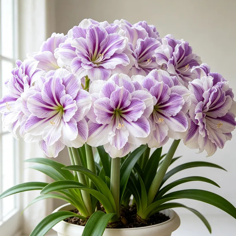 🌺  Giant Double Amaryllis – Bold Indoor Flower Bulbs