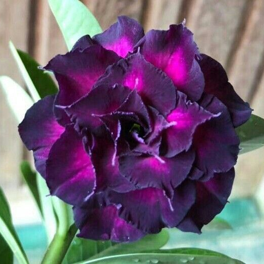✨🌸 Desert Rose – Low-Maintenance Exotic Flowering Plant