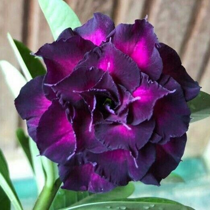 ✨🌸 Desert Rose – Low-Maintenance Exotic Flowering Plant