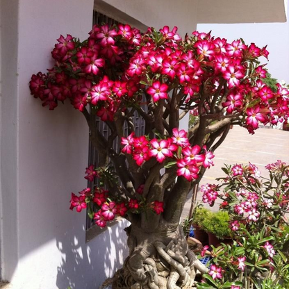 ✨🌸 Desert Rose – Low-Maintenance Exotic Flowering Plant
