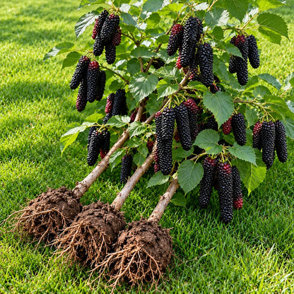 🌳 Rare Giant Red & Black Mulberry Tree 🌿