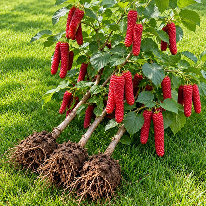 🌳 Rare Giant Red & Black Mulberry Tree 🌿