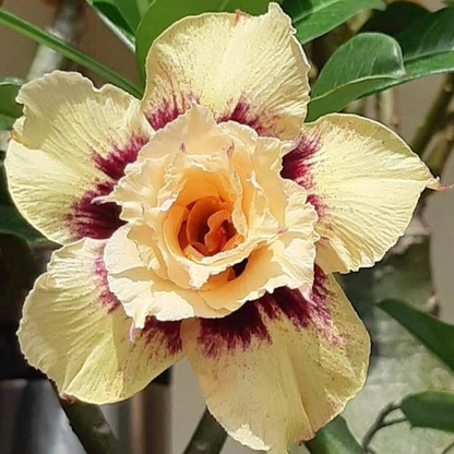✨🌸 Desert Rose – Low-Maintenance Exotic Flowering Plant
