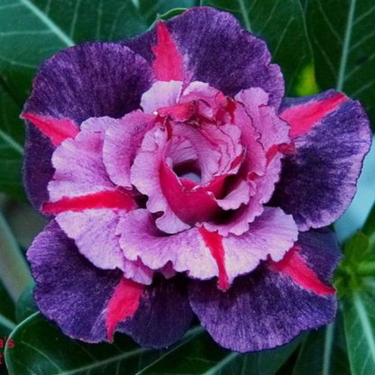 ✨🌸 Desert Rose – Low-Maintenance Exotic Flowering Plant