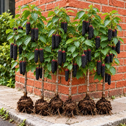 🌳 Rare Giant Red & Black Mulberry Tree 🌿