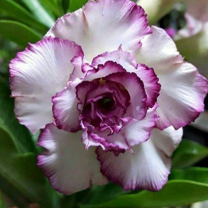 ✨🌸 Desert Rose – Low-Maintenance Exotic Flowering Plant