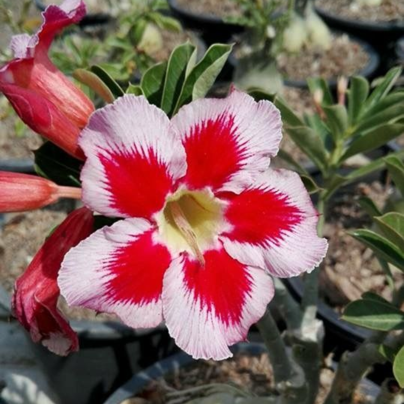 ✨🌸 Desert Rose – Low-Maintenance Exotic Flowering Plant
