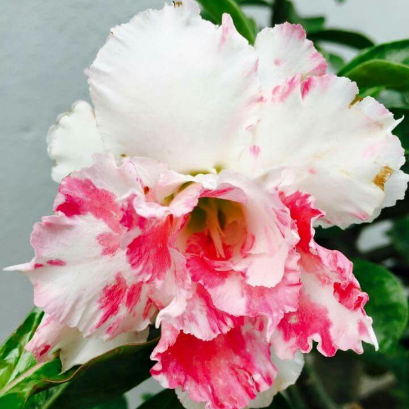✨🌸 Desert Rose – Low-Maintenance Exotic Flowering Plant