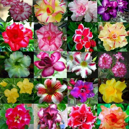 ✨🌸 Desert Rose – Low-Maintenance Exotic Flowering Plant