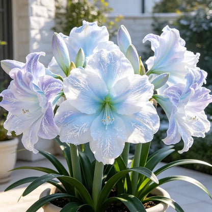 🌺  Giant Double Amaryllis – Bold Indoor Flower Bulbs