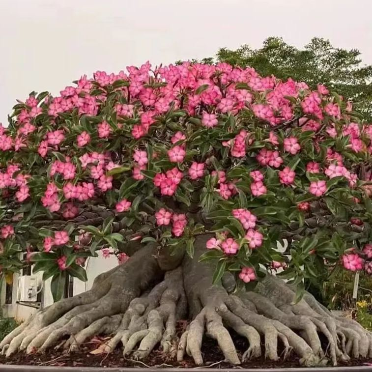✨🌸 Desert Rose – Low-Maintenance Exotic Flowering Plant