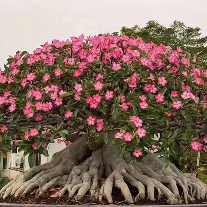 ✨🌸 Desert Rose – Low-Maintenance Exotic Flowering Plant
