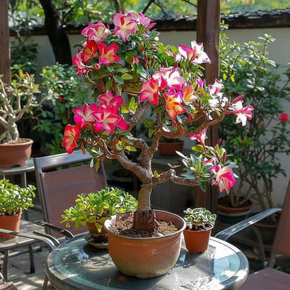 ✨🌸 Desert Rose – Low-Maintenance Exotic Flowering Plant