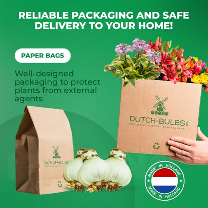 ✨🌸 Desert Rose – Low-Maintenance Exotic Flowering Plant