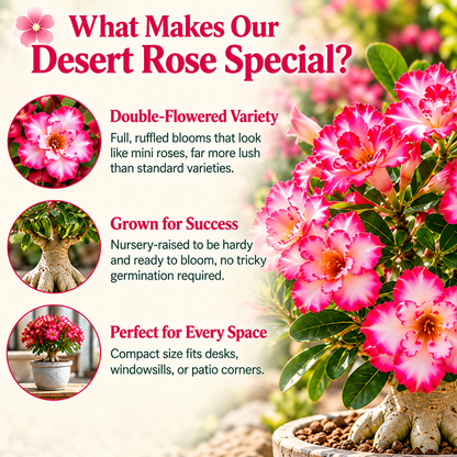 ✨🌸 Desert Rose – Low-Maintenance Exotic Flowering Plant