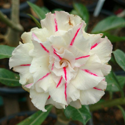 ✨🌸 Desert Rose – Low-Maintenance Exotic Flowering Plant