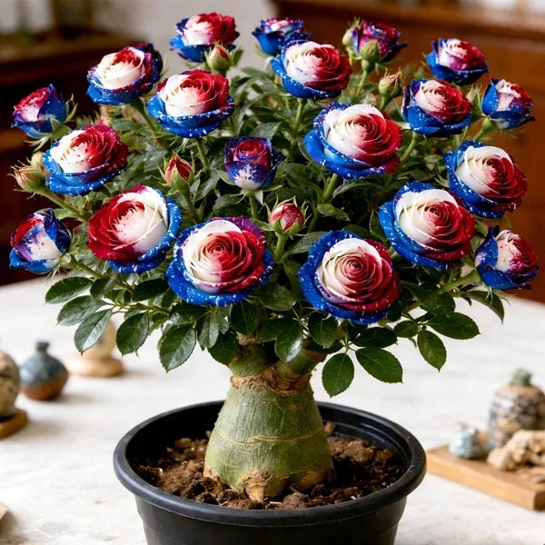 ✨🌸 Desert Rose – Low-Maintenance Exotic Flowering Plant