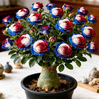 ✨🌸 Desert Rose – Low-Maintenance Exotic Flowering Plant