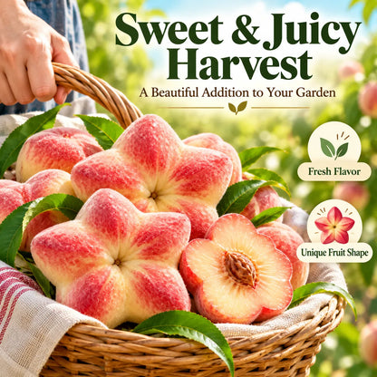 🍑 Rare Starburst Peach Bulbs – Grow Amazing Star-Shaped Peaches! ⭐