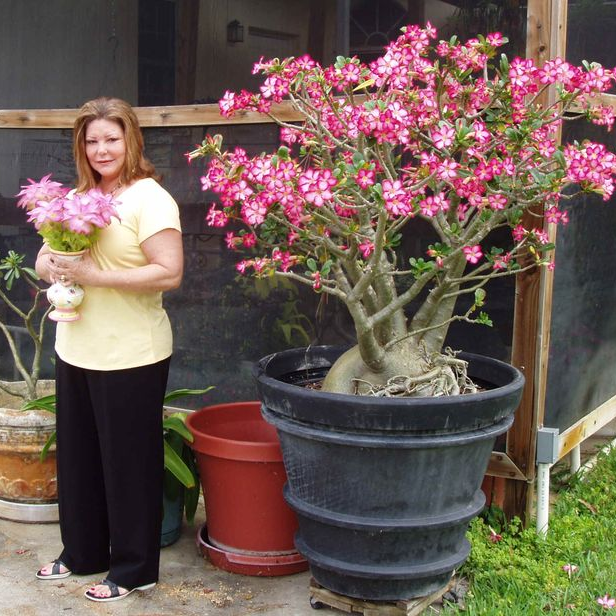 ✨🌸 Desert Rose – Low-Maintenance Exotic Flowering Plant