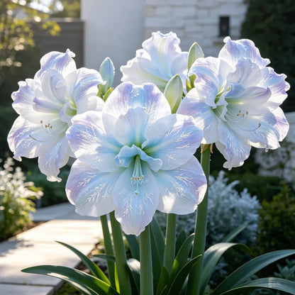 🌺  Giant Double Amaryllis – Bold Indoor Flower Bulbs