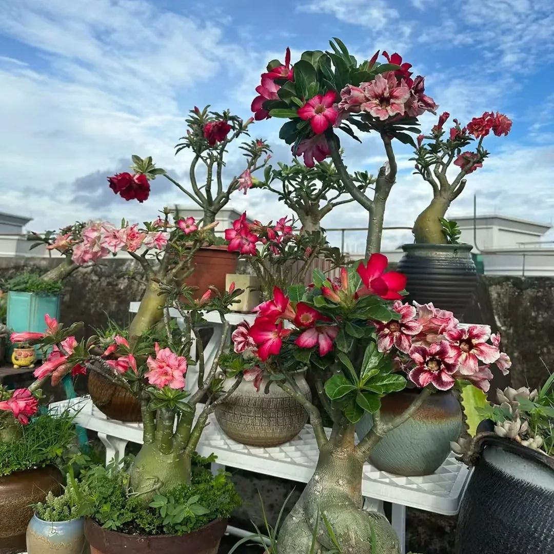 ✨🌸 Desert Rose – Low-Maintenance Exotic Flowering Plant