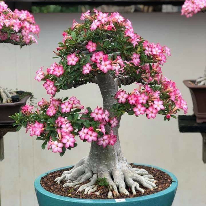 ✨🌸 Desert Rose – Low-Maintenance Exotic Flowering Plant