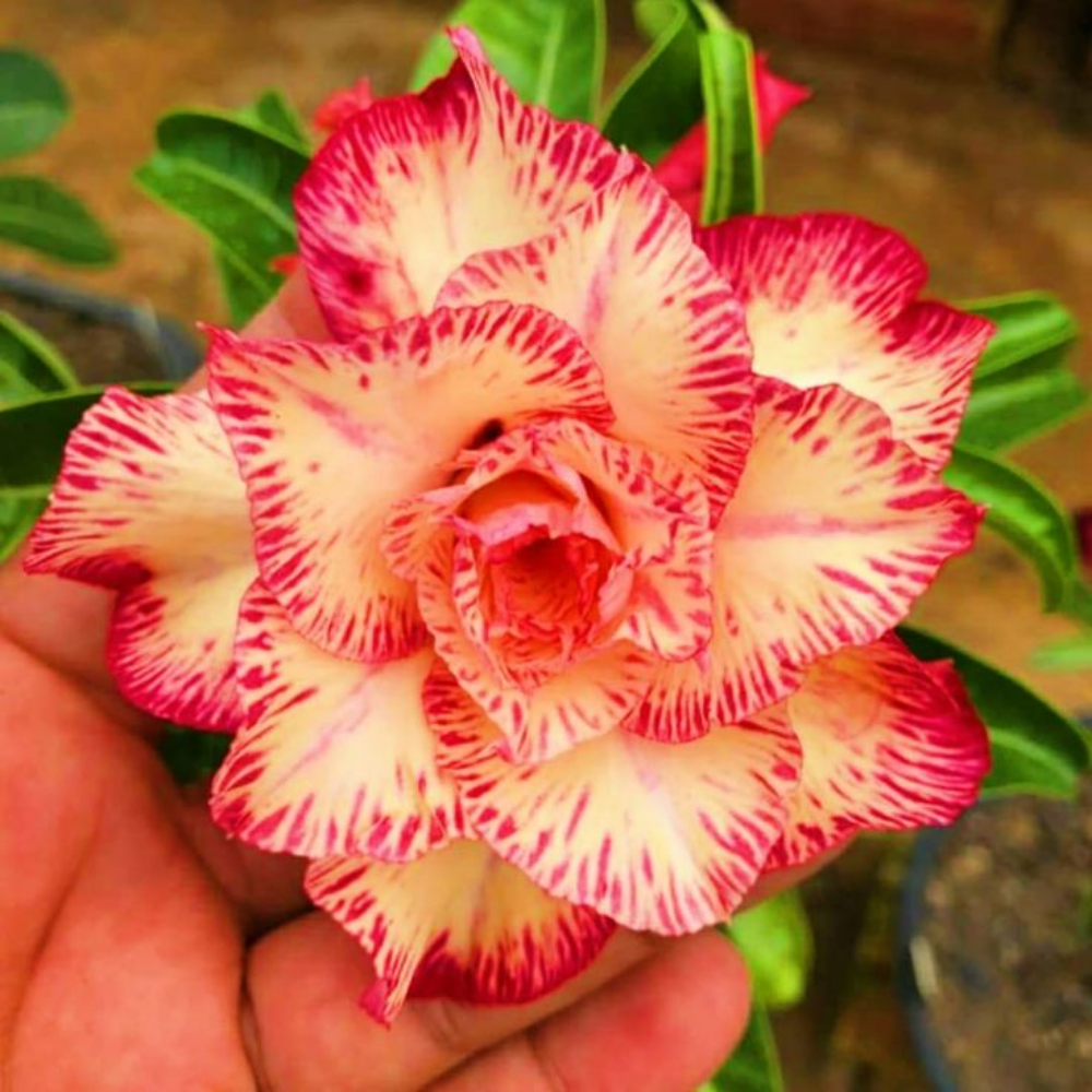 ✨🌸 Desert Rose – Low-Maintenance Exotic Flowering Plant