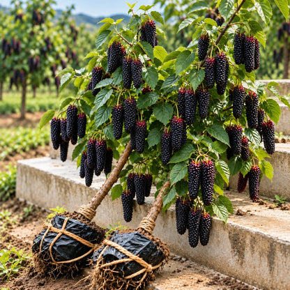 🌳 Rare Giant Red & Black Mulberry Tree 🌿