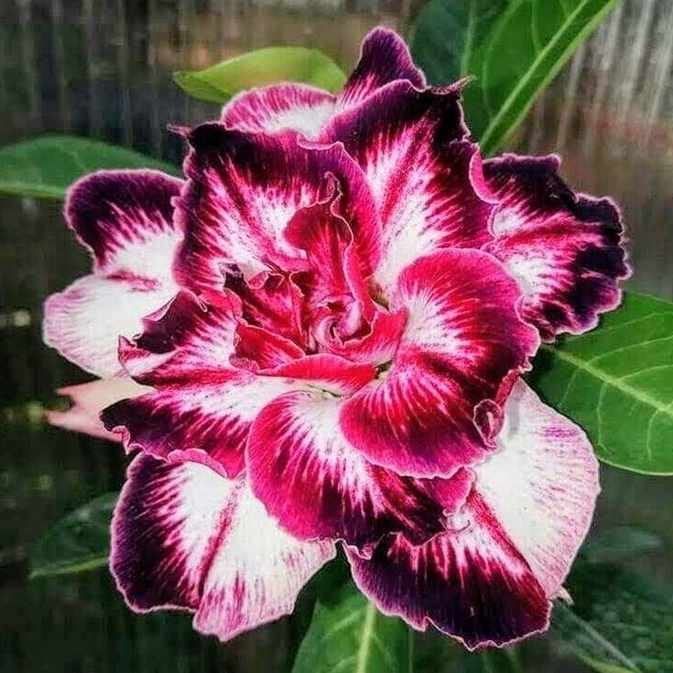✨🌸 Desert Rose – Low-Maintenance Exotic Flowering Plant
