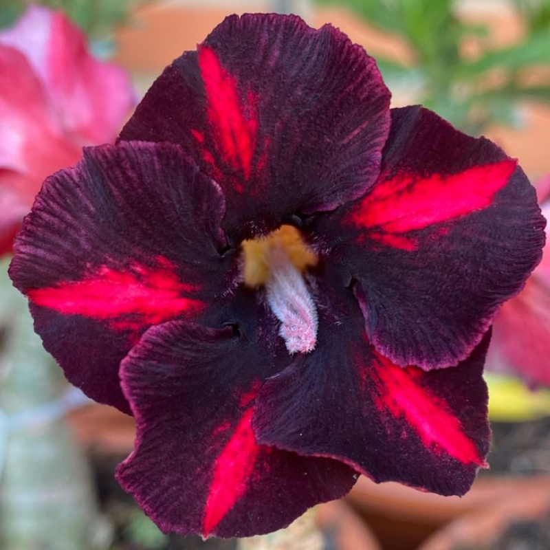 ✨🌸 Desert Rose – Low-Maintenance Exotic Flowering Plant