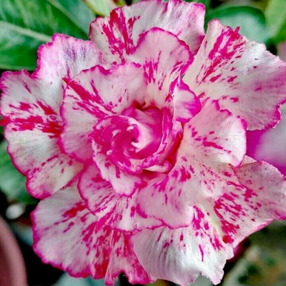 ✨🌸 Desert Rose – Low-Maintenance Exotic Flowering Plant