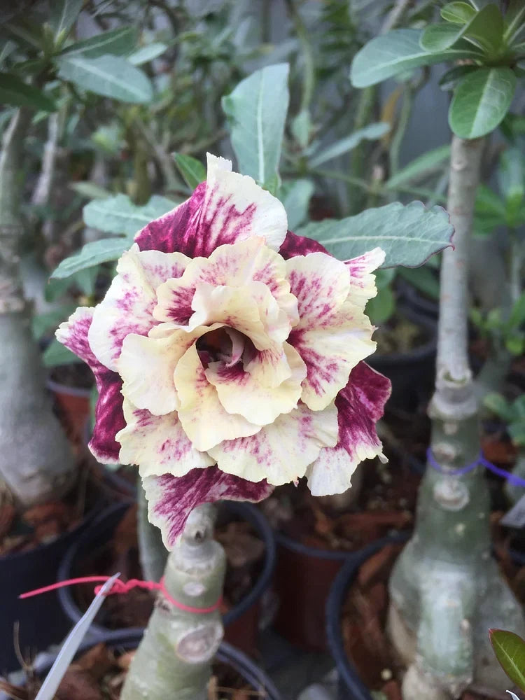 ✨🌸 Desert Rose – Low-Maintenance Exotic Flowering Plant